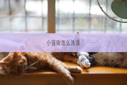 小猫咪怎么洗澡