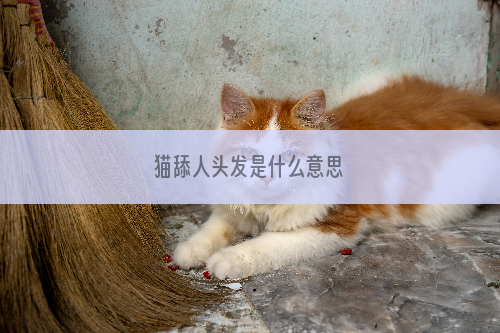 猫舔人头发是什么意思