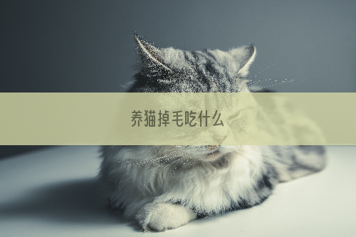 养猫掉毛吃什么