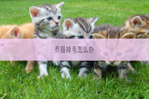 养猫掉毛怎么办