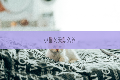 小猫冬天怎么养