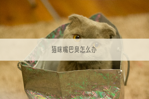 猫咪嘴巴臭怎么办