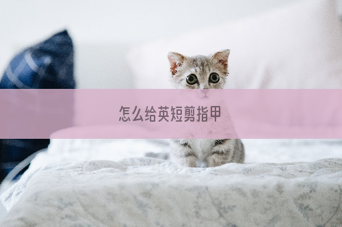 怎么给英短剪指甲