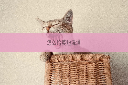 怎么给英短洗澡