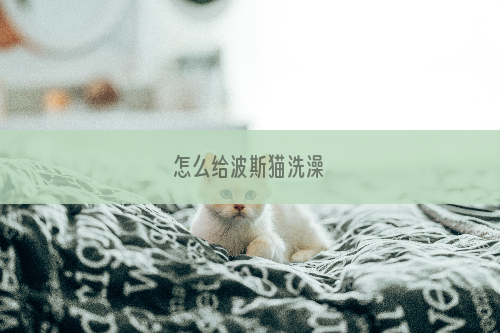 怎么给波斯猫洗澡