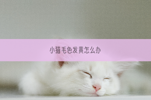 小猫毛色发黄怎么办