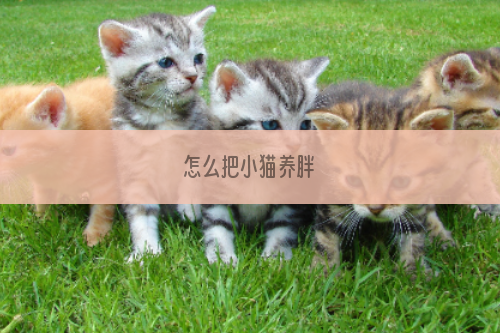 怎么把小猫养胖