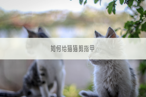 如何给猫猫剪指甲