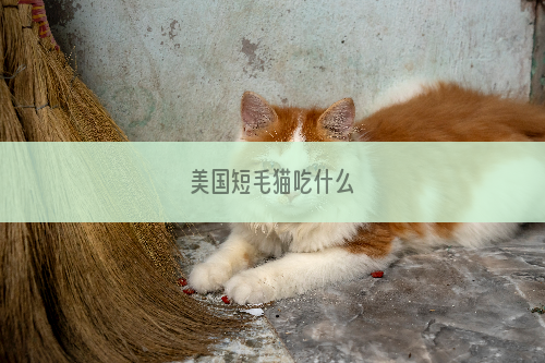 美国短毛猫吃什么