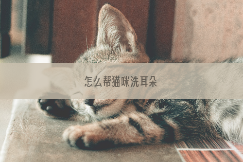 怎么帮猫咪洗耳朵