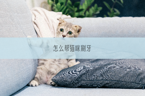 怎么帮猫咪刷牙