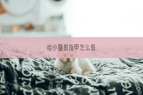 给小猫剪指甲怎么剪