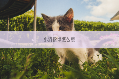 小猫指甲怎么剪