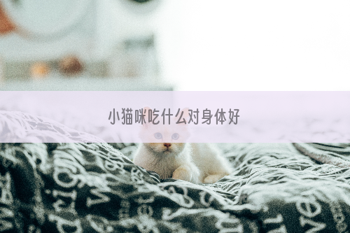 小猫咪吃什么对身体好