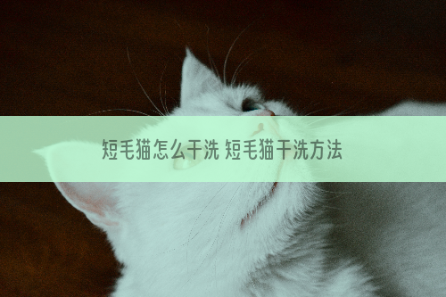 短毛猫怎么干洗 短毛猫干洗方法介绍