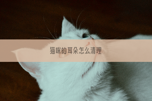 猫咪的耳朵怎么清理