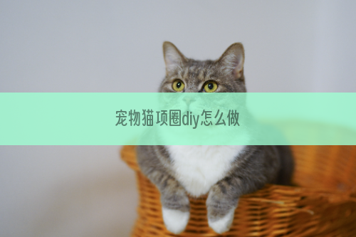 宠物猫项圈diy怎么做