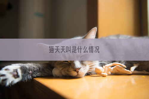 猫天天叫是什么情况