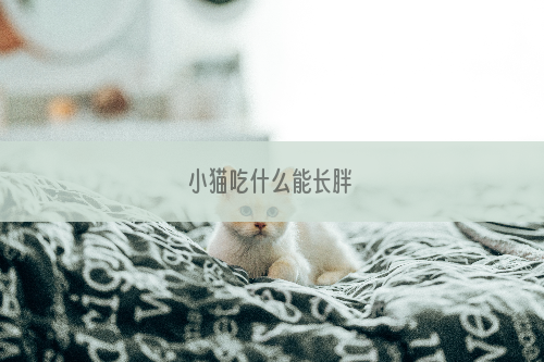 小猫吃什么能长胖