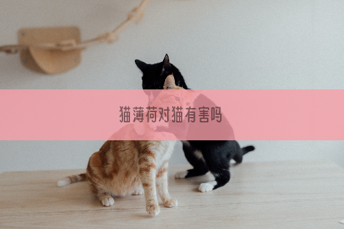 猫薄荷对猫有害吗