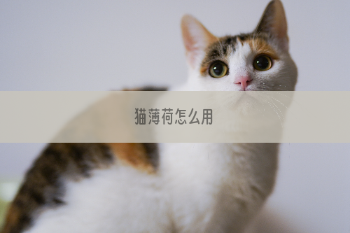 猫薄荷怎么用