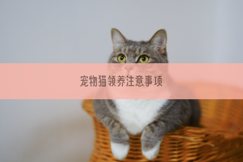宠物猫领养注意事项