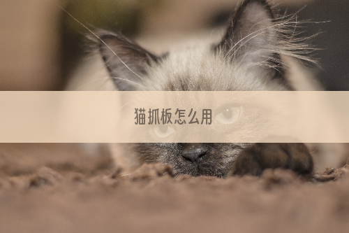 猫抓板怎么用