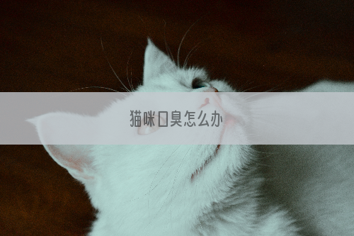 猫咪口臭怎么办