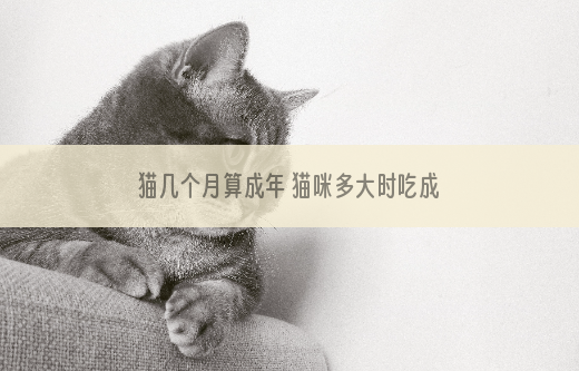 猫几个月算成年 猫咪多大时吃成年猫粮
