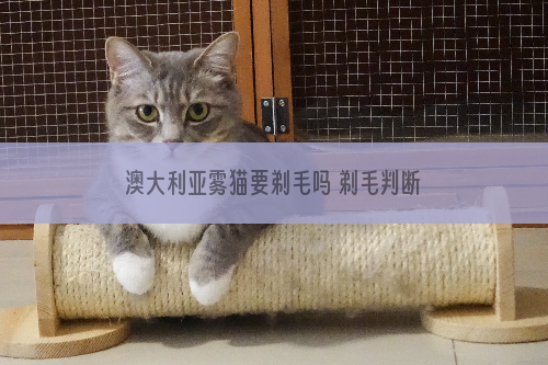 澳大利亚雾猫要剃毛吗 剃毛判断原理