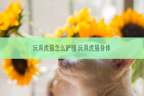 玩具虎猫怎么护理 玩具虎猫身体护理方法