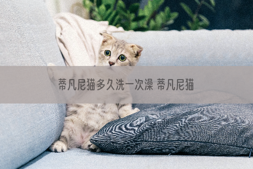 蒂凡尼猫多久洗一次澡 蒂凡尼猫洗澡注意事项