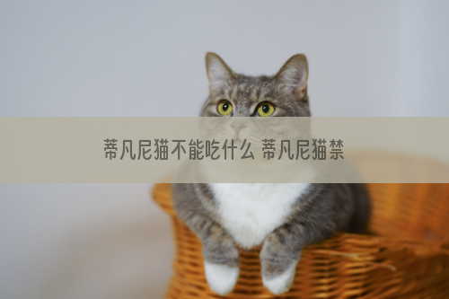 蒂凡尼猫不能吃什么 蒂凡尼猫禁忌食物介绍