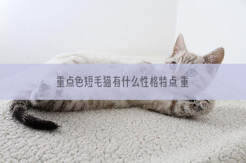 重点色短毛猫有什么性格特点 重点色短毛猫性格介绍