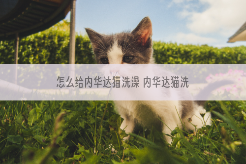 怎么给内华达猫洗澡 内华达猫洗澡步骤