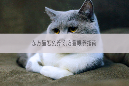 东方猫怎么养 东方猫喂养指南