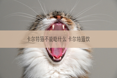 卡尔特猫不能吃什么 卡尔特猫饮食禁忌介绍