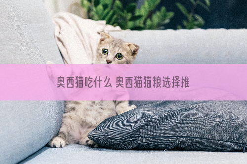 奥西猫吃什么 奥西猫猫粮选择推荐