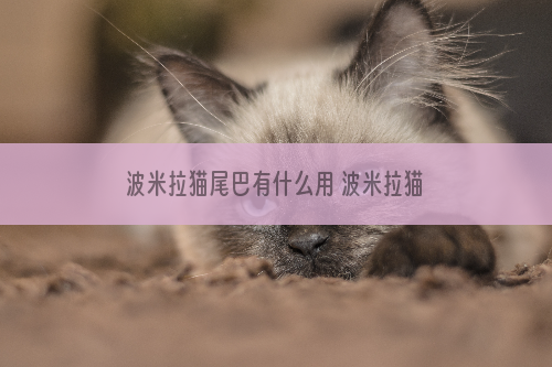 波米拉猫尾巴有什么用 波米拉猫尾巴作用介绍