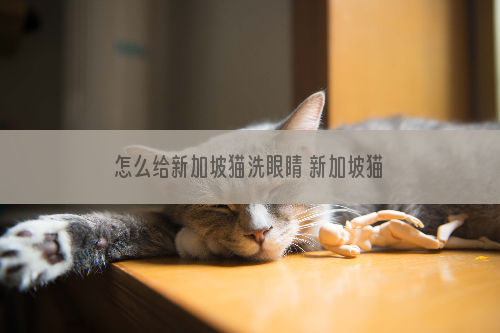 怎么给新加坡猫洗眼睛 新加坡猫眼睛清理方法