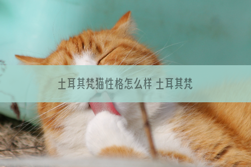 土耳其梵猫性格怎么样 土耳其梵猫性格介绍