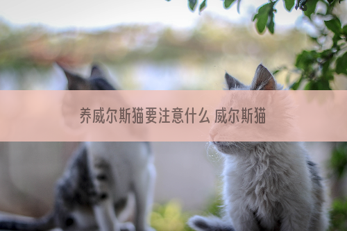 养威尔斯猫要注意什么 威尔斯猫饲养注意事项