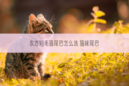 东方短毛猫尾巴怎么洗 猫咪尾巴清洗方法