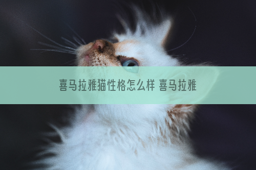 喜马拉雅猫性格怎么样 喜马拉雅猫性格介绍