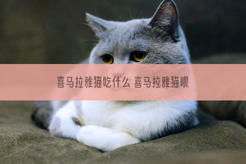 喜马拉雅猫吃什么 喜马拉雅猫喂食要求
