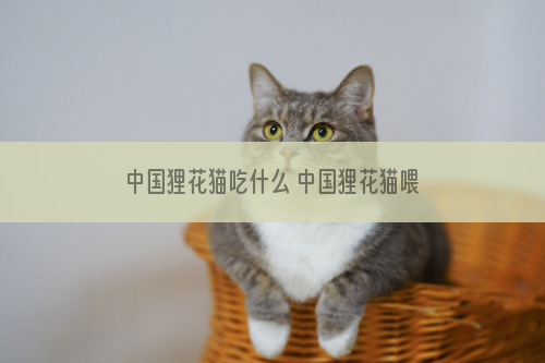 中国狸花猫吃什么 中国狸花猫喂食要求