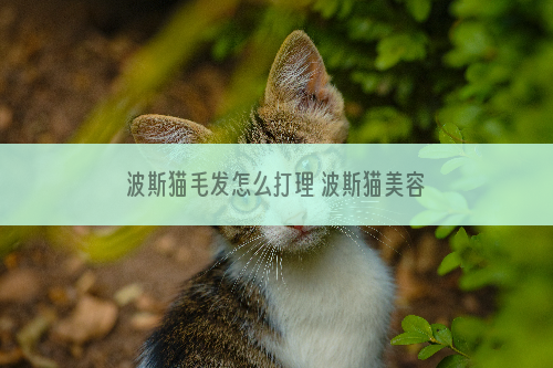 波斯猫毛发怎么打理 波斯猫美容知识