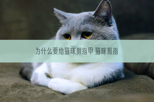 为什么要给猫咪剪指甲 猫咪剪指甲原因