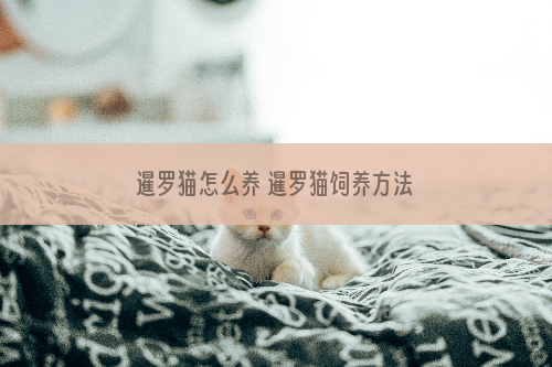 暹罗猫怎么养 暹罗猫饲养方法