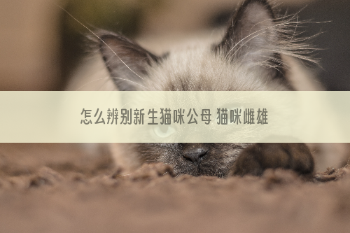 怎么辨别新生猫咪公母 猫咪雌雄辨别方法